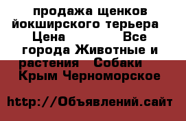 продажа щенков йокширского терьера › Цена ­ 25 000 - Все города Животные и растения » Собаки   . Крым,Черноморское